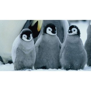 March of the Penguins (2005)