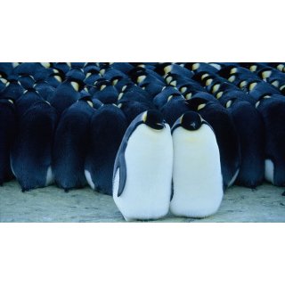 March of the Penguins (2005)