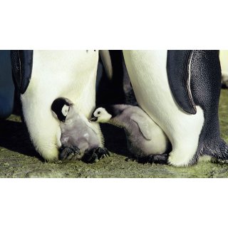 March of the Penguins (2005)