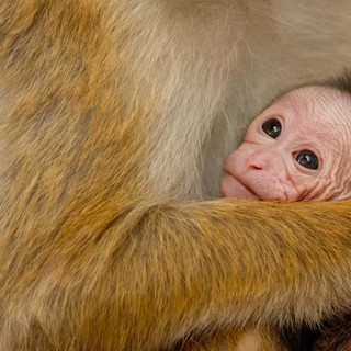 A scene from Disneynature's Monkey Kingdom (2015)