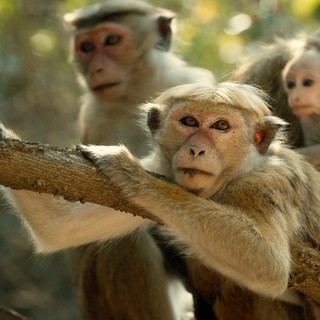 A scene from Disneynature's Monkey Kingdom (2015)