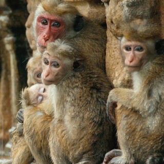 A scene from Disneynature's Monkey Kingdom (2015)