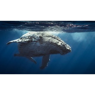 Oceans (2010)