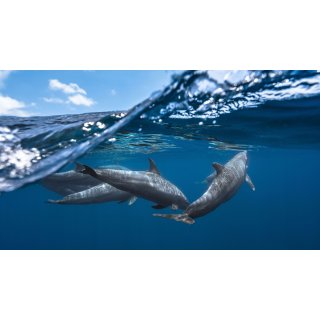 Oceans (2010)