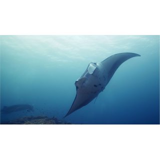 Oceans (2010)