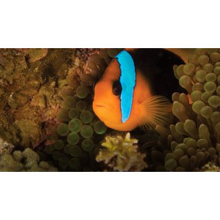 Oceans (2010)