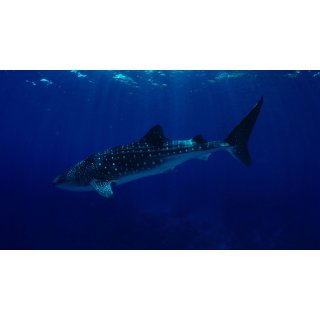 Oceans (2010)