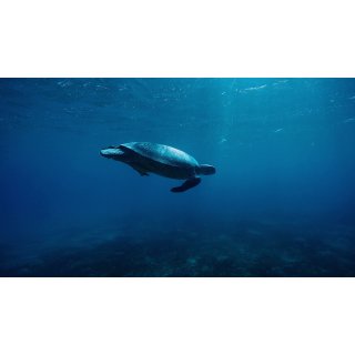Oceans (2010)