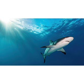Oceans (2010)