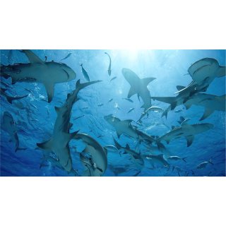 Oceans (2010)