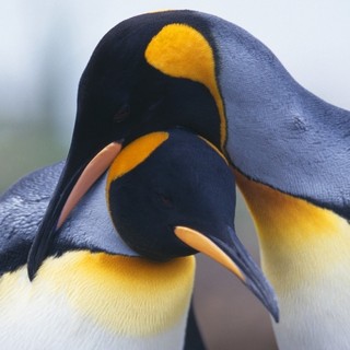 A scene from Cinedigm's Adventures of the Penguin King (2013)