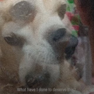 Pet Shop Picture 4