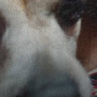 Pet Shop Picture 6