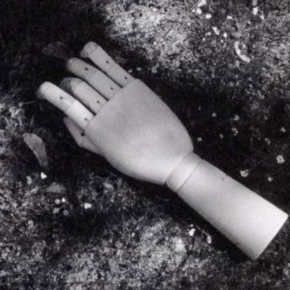 Phylum (2026)