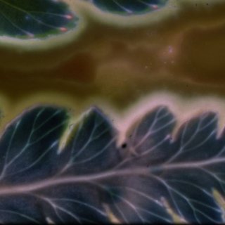 Phytophonics (2026)