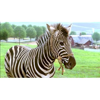 Racing Stripes (2005)