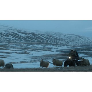 Rams (2016)