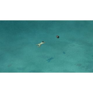 Red Turtle, The (2017)