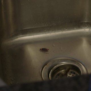 ROACH! (2026)