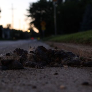 Roadkill (2026)