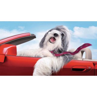 Shaggy Dog, The (2006)