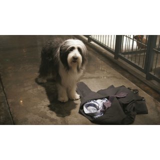 Shaggy Dog, The Picture 4