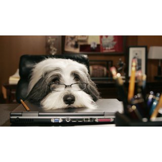 Shaggy Dog, The (2006)