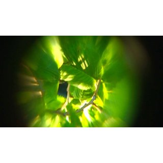 Sol Garden (2026)