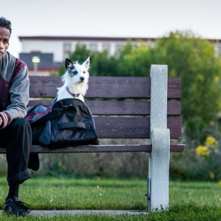 Stray, A Picture 1