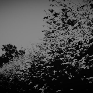 Summer Walk Picture 2