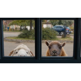 The Sheep Detectives (2026)