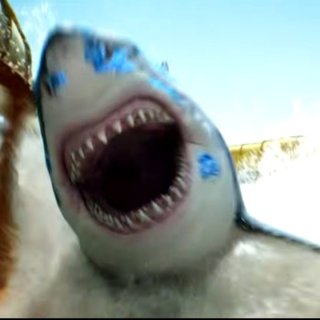 Water Park Shark Picture 3