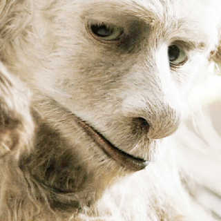 Where The Wild Things Are Picture 21