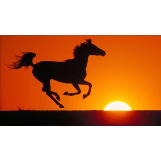 Young Black Stallion (2003)
