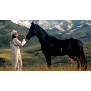 Young Black Stallion (2003)