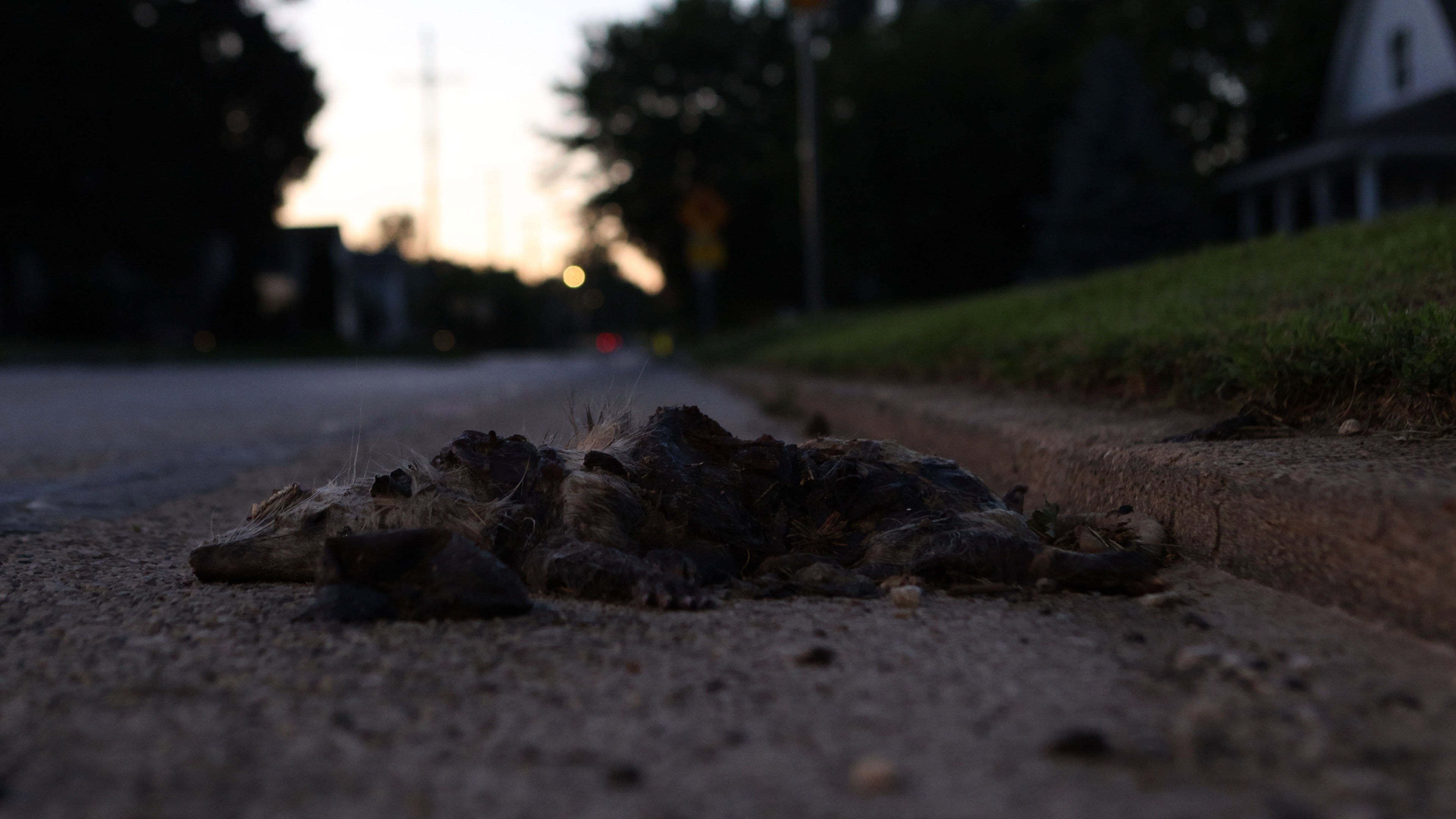 Roadkill (2026)