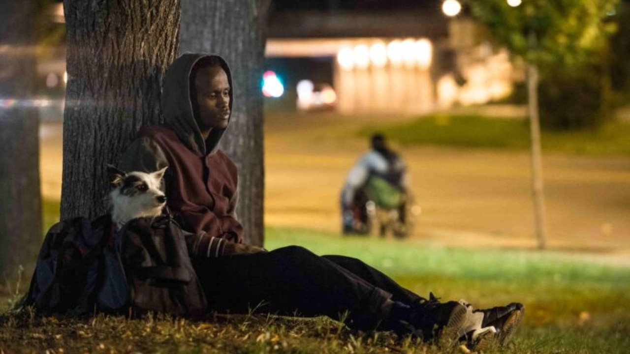 Stray, A (2016)
