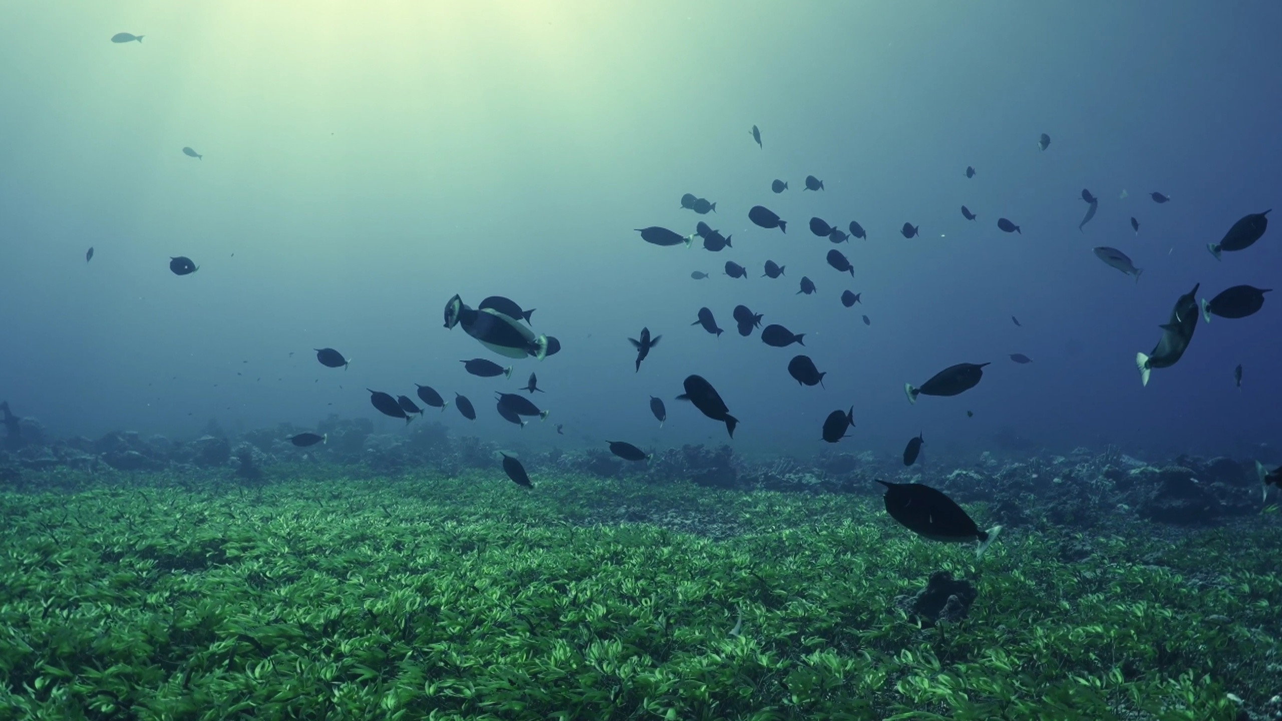 Where The Sea Breathes (2026)